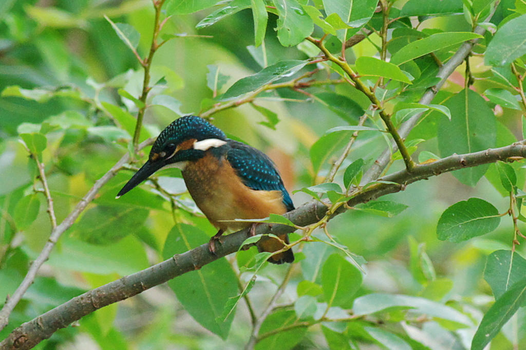カワセミ　幼鳥