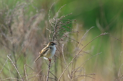 IMGP0811a