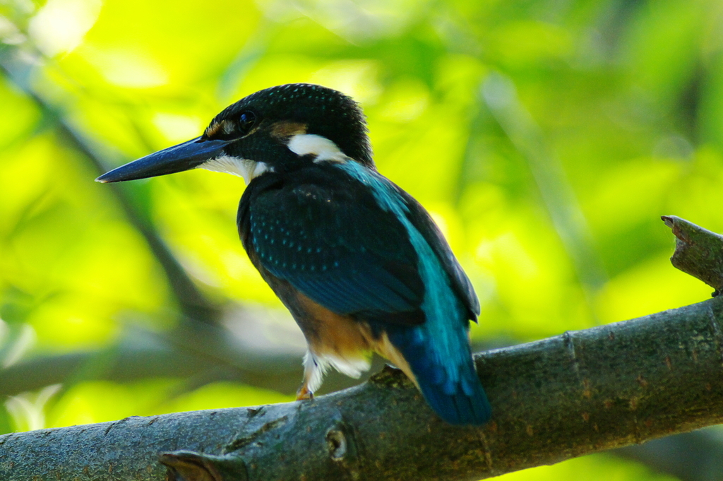 カワセミ　幼鳥