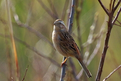 IMGP0328a