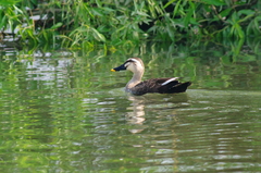 IMGP1801