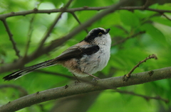 IMGP1132a