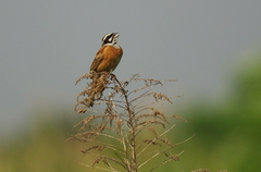 IMGP2945