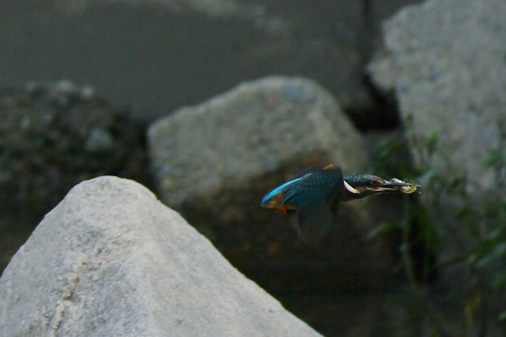 カワセミ