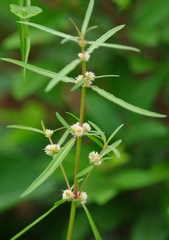 野草