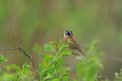 IMGP2581a