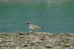 IMGP3064