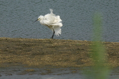 IMGP4476