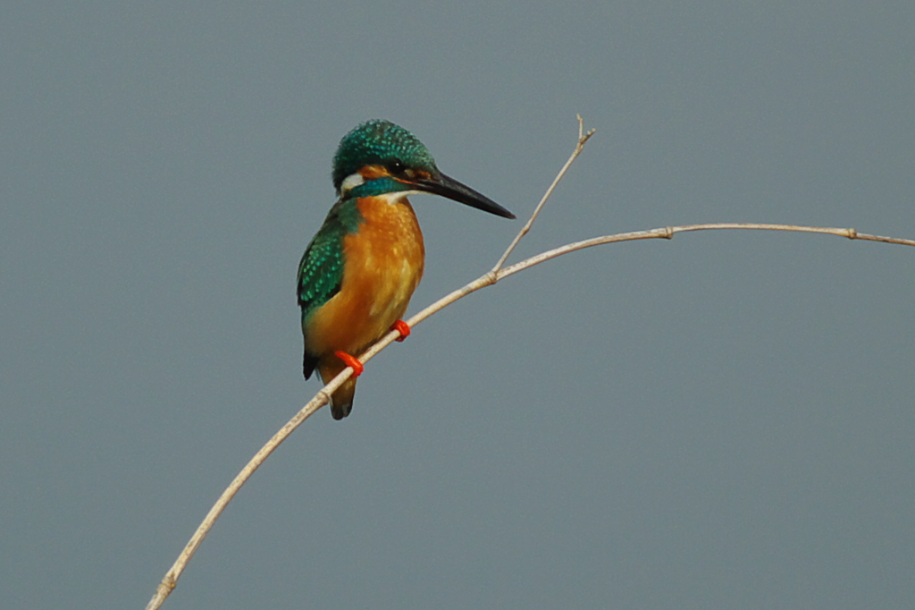 IMGP1187a