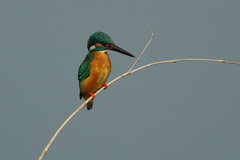 IMGP1187a