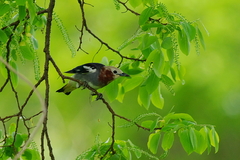 IMGP2643a