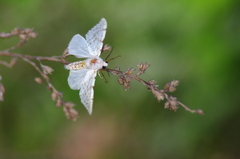 IMGP0825a