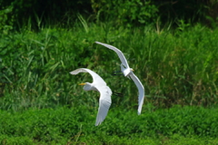チュウサギ