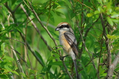 IMGP0091a