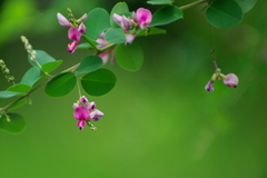 萩の花