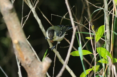 シジュウカラ