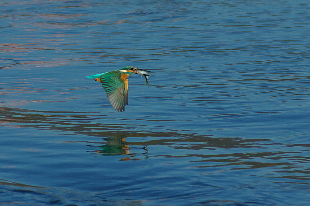 カワセミ　餌獲得