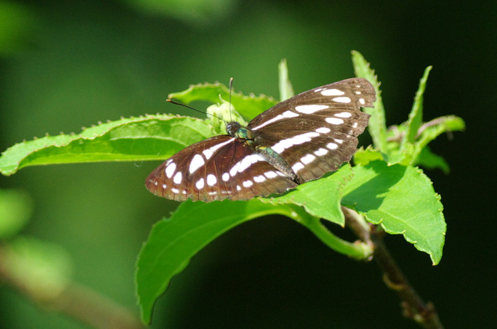 IMGP1417a