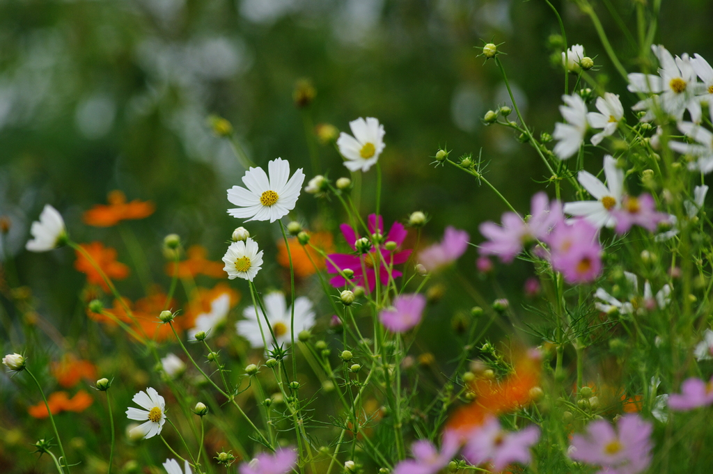 秋桜