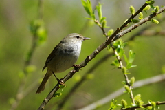 IMGP9759a