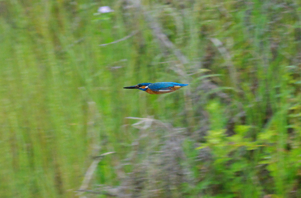 IMGP3230