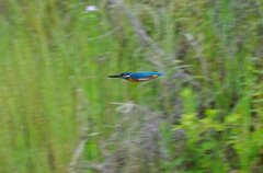 IMGP3230