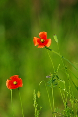 IMGP2748a