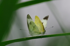 IMGP3983