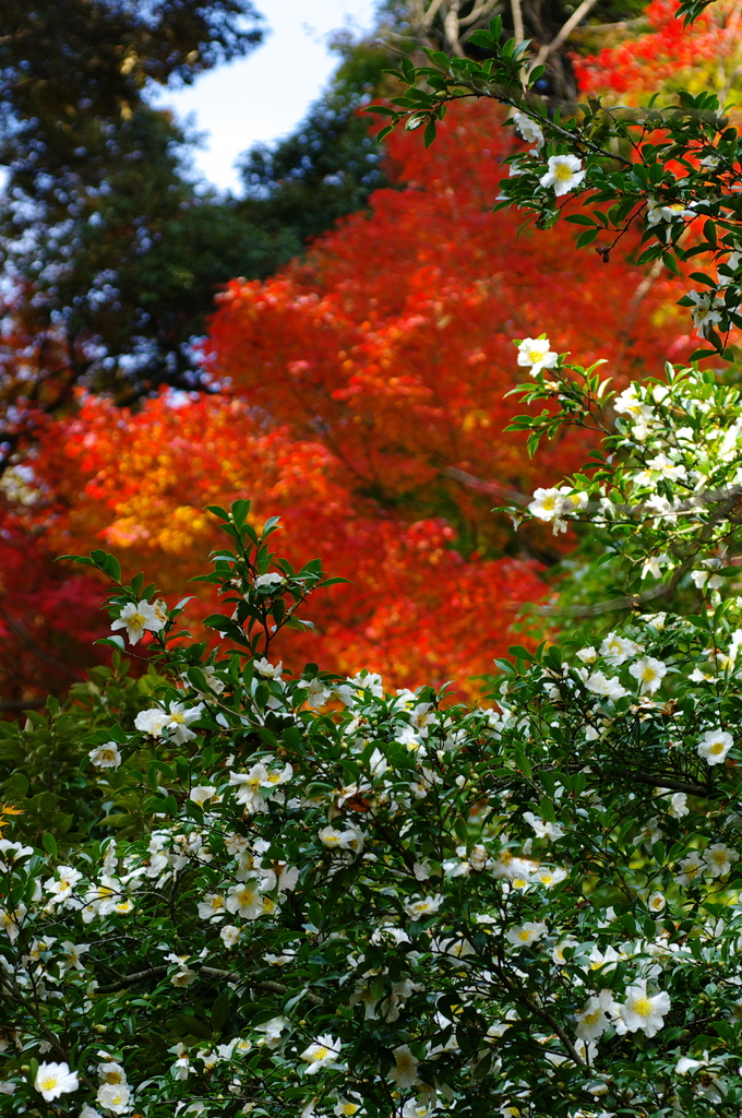 山茶花