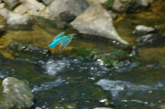 カワセミ