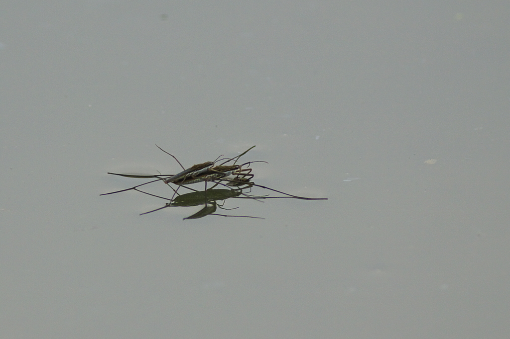 IMGP3569