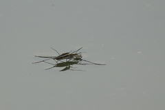 IMGP3569
