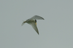 IMGP2214