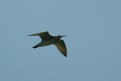 IMGP1538