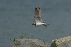 IMGP1076a