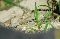 IMGP3454