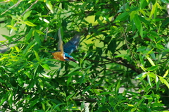 IMGP0724
