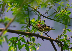 IMGP1988a
