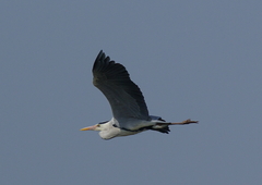 IMGP0676