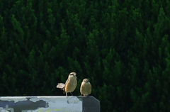IMGP0978