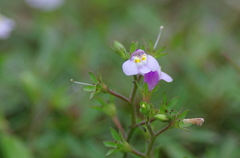 IMGP3574b