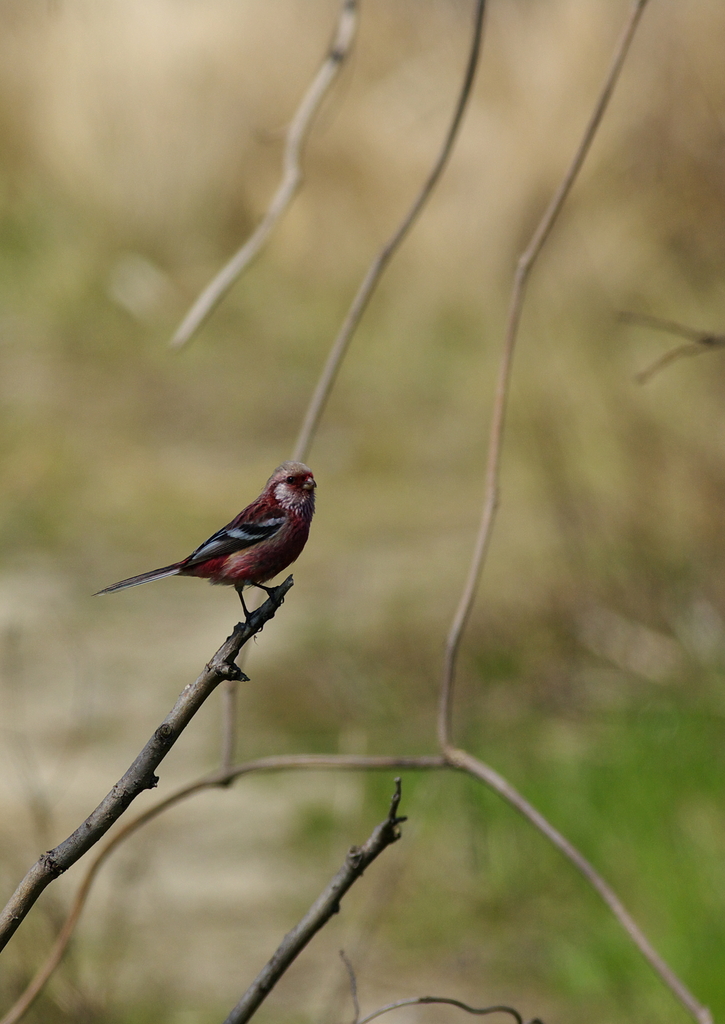 IMGP9814a