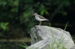 IMGP3556