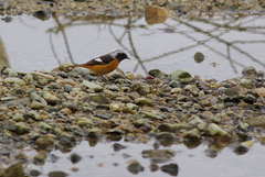 IMGP9178a