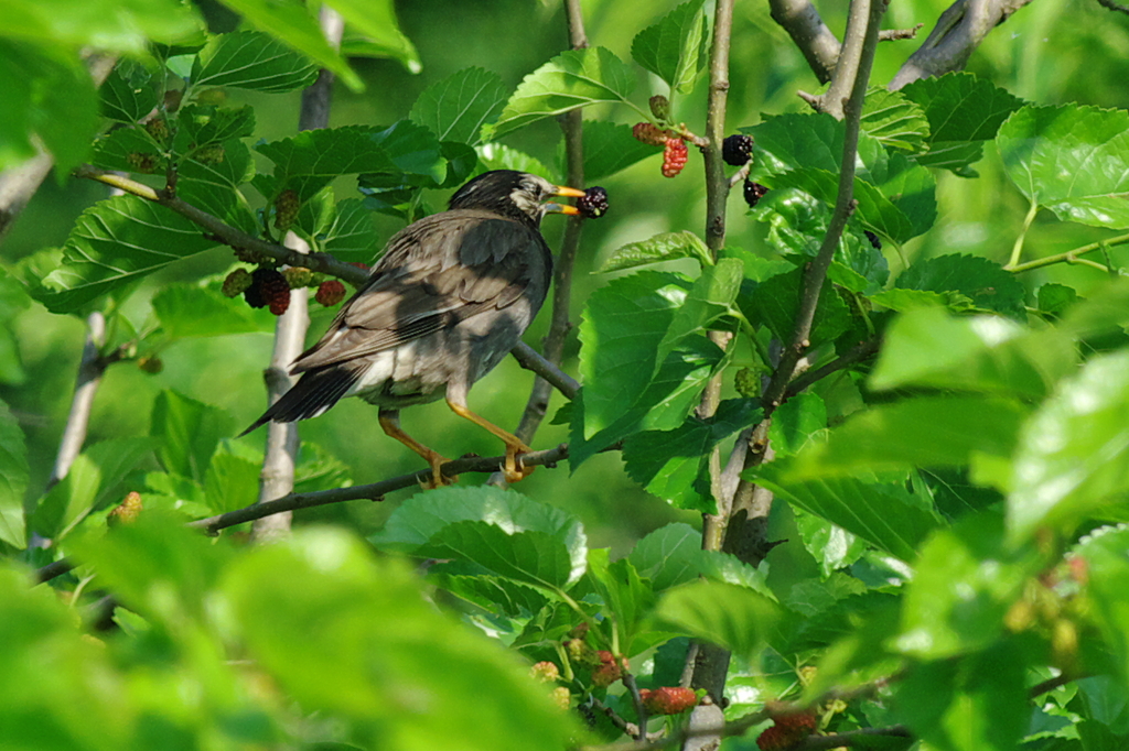 IMGP2637a