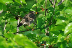 IMGP2637a