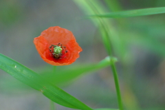 IMGP3567a