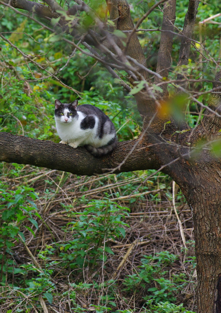 待ち伏せノラちゃん