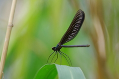 IMGP3970
