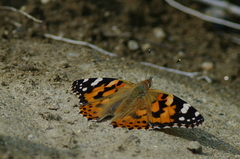 IMGP3839b
